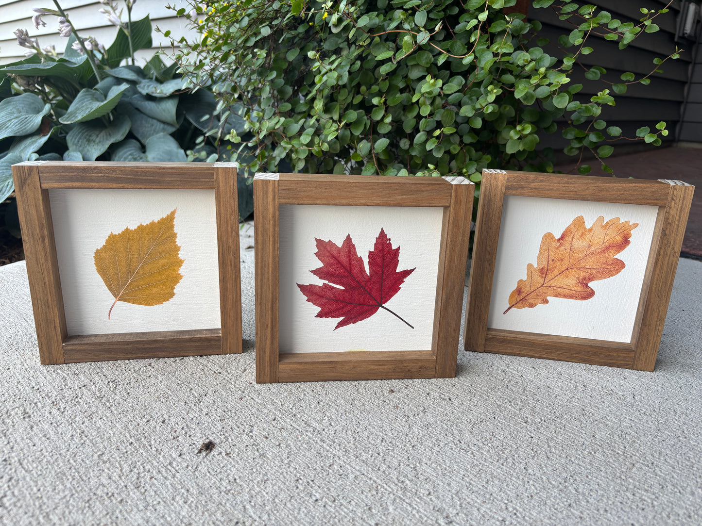 Maple Leaf