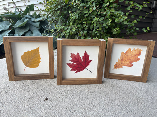 Maple Leaf
